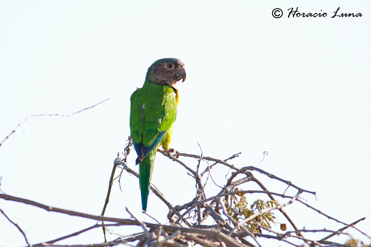 Brown-throated Parakeet - ML56918381