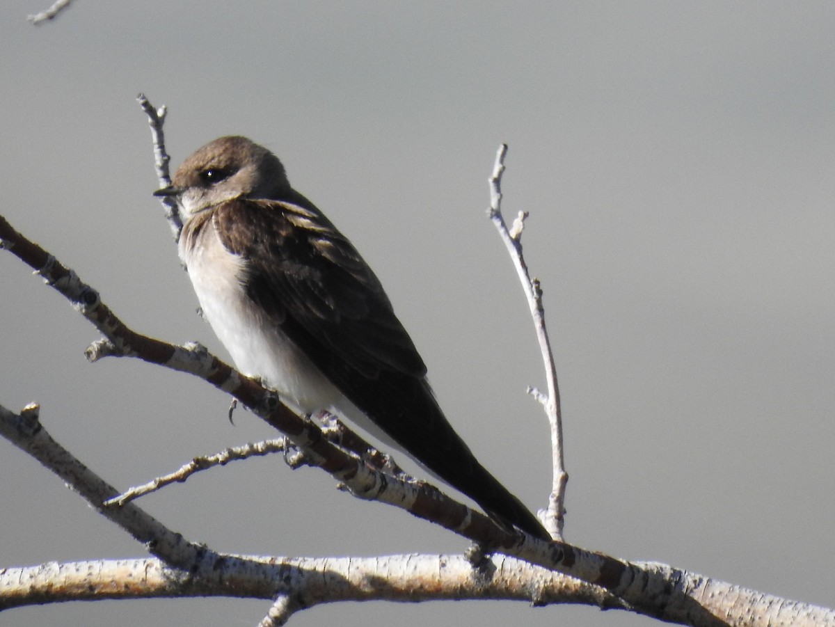 Northern Rough-winged Swallow - ML56918451
