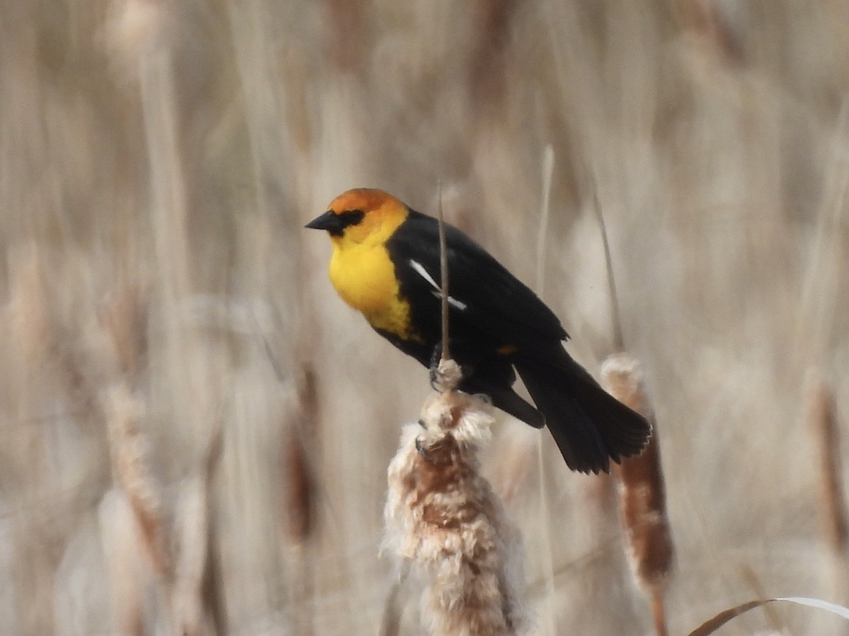 Yellow-headed Blackbird - ML569184531