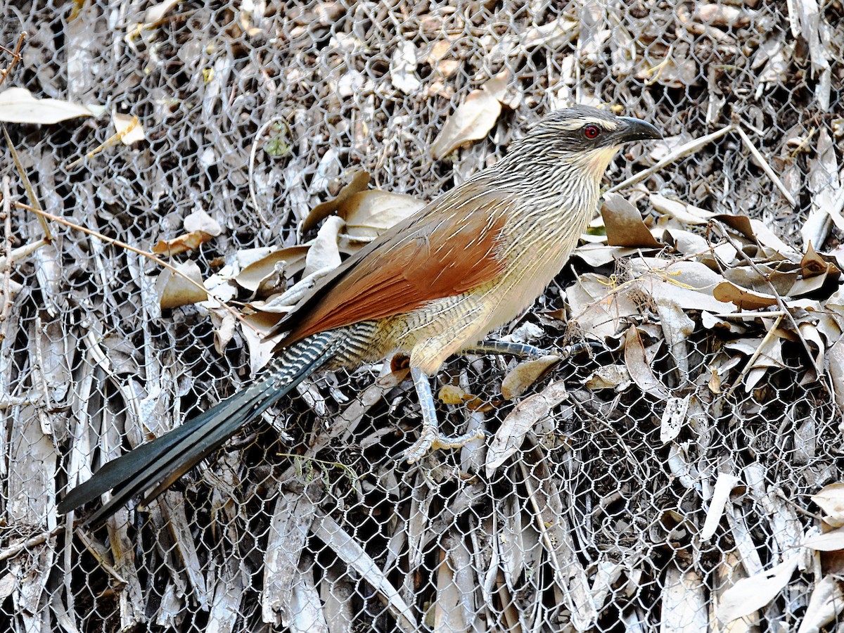 White-browed Coucal - ML569184661