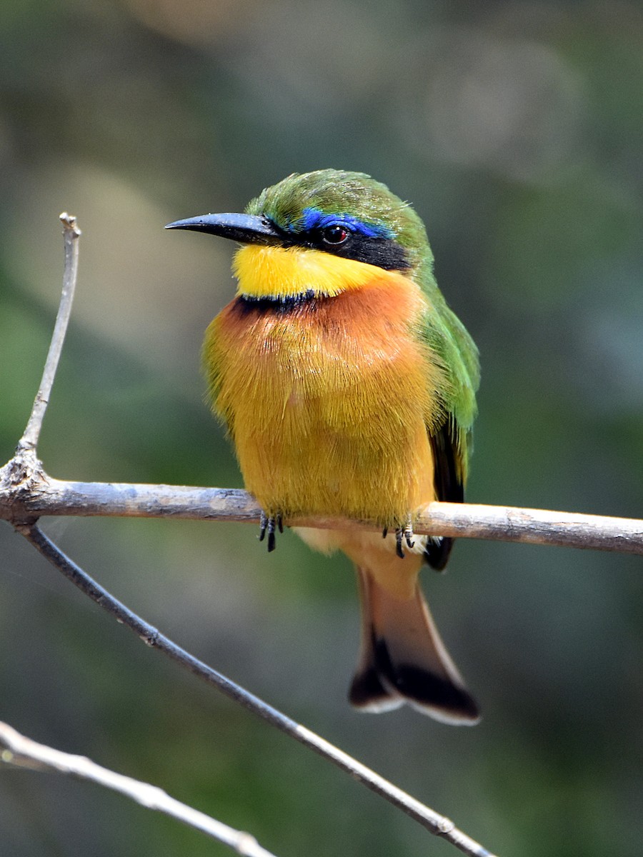 Little Bee-eater - ML569185211