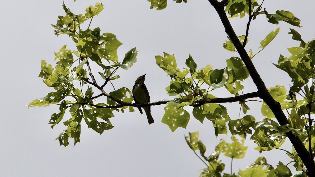 Black-throated Green Warbler - Tom Shepard