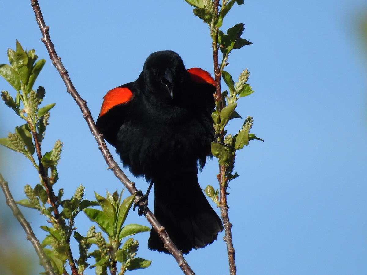 Red-winged Blackbird - ML56918601
