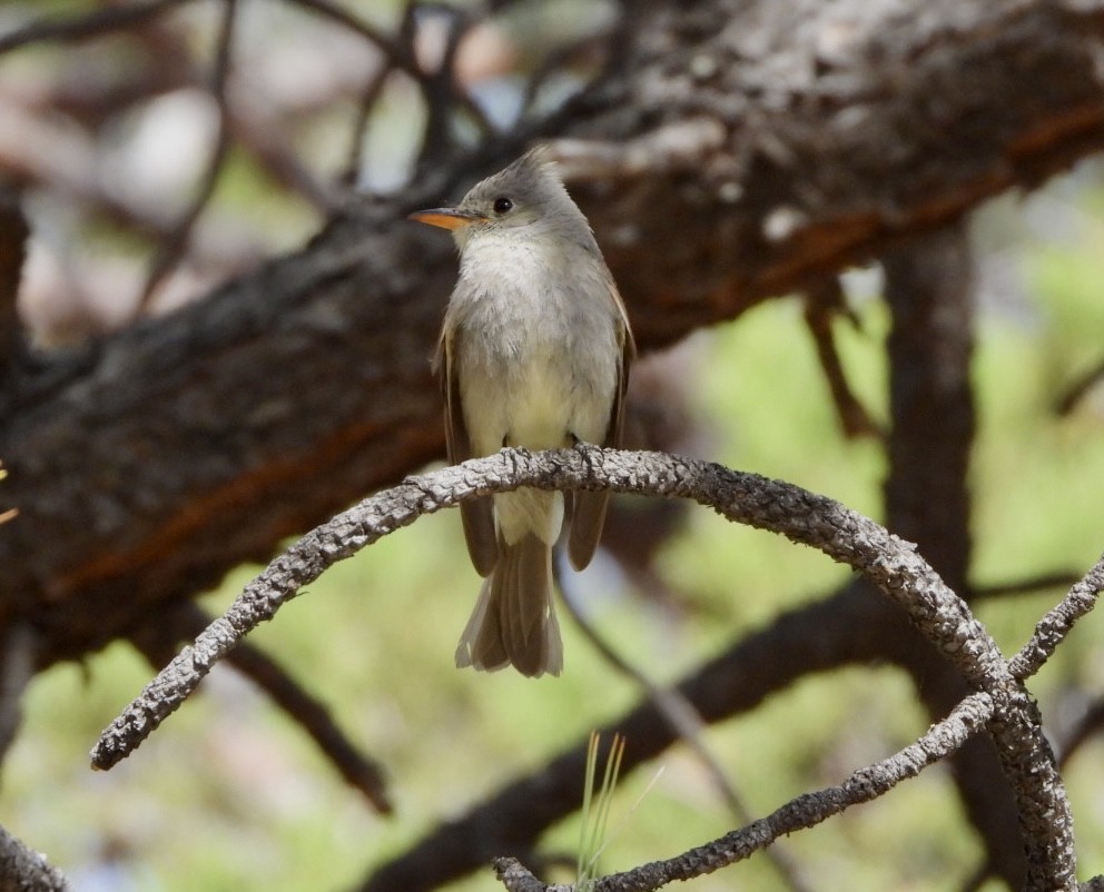 Greater Pewee - ML569186451