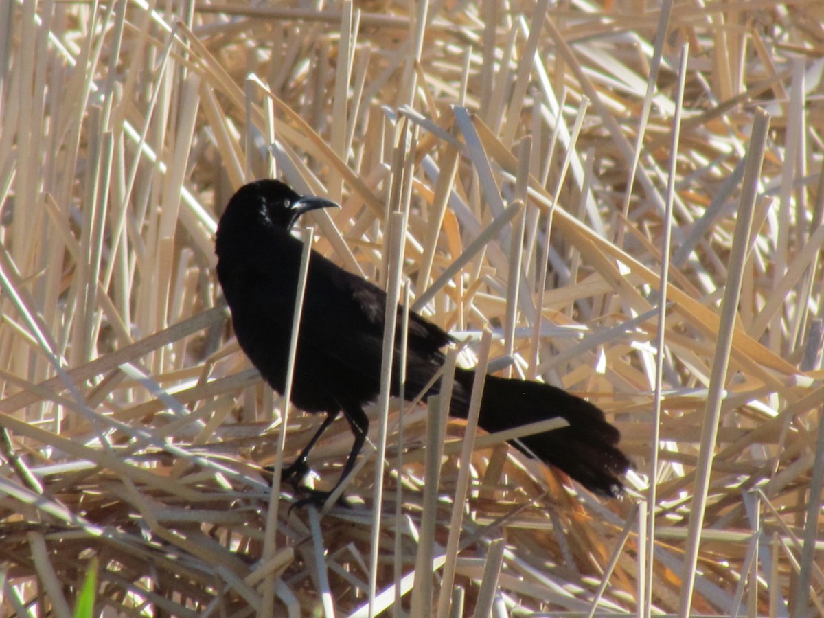Great-tailed Grackle - ML56918821
