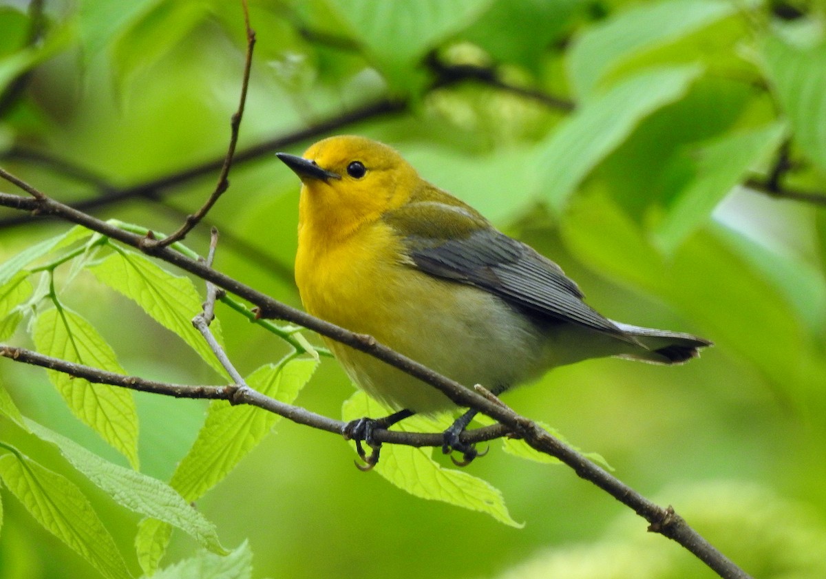 Prothonotary Warbler - ML569188241