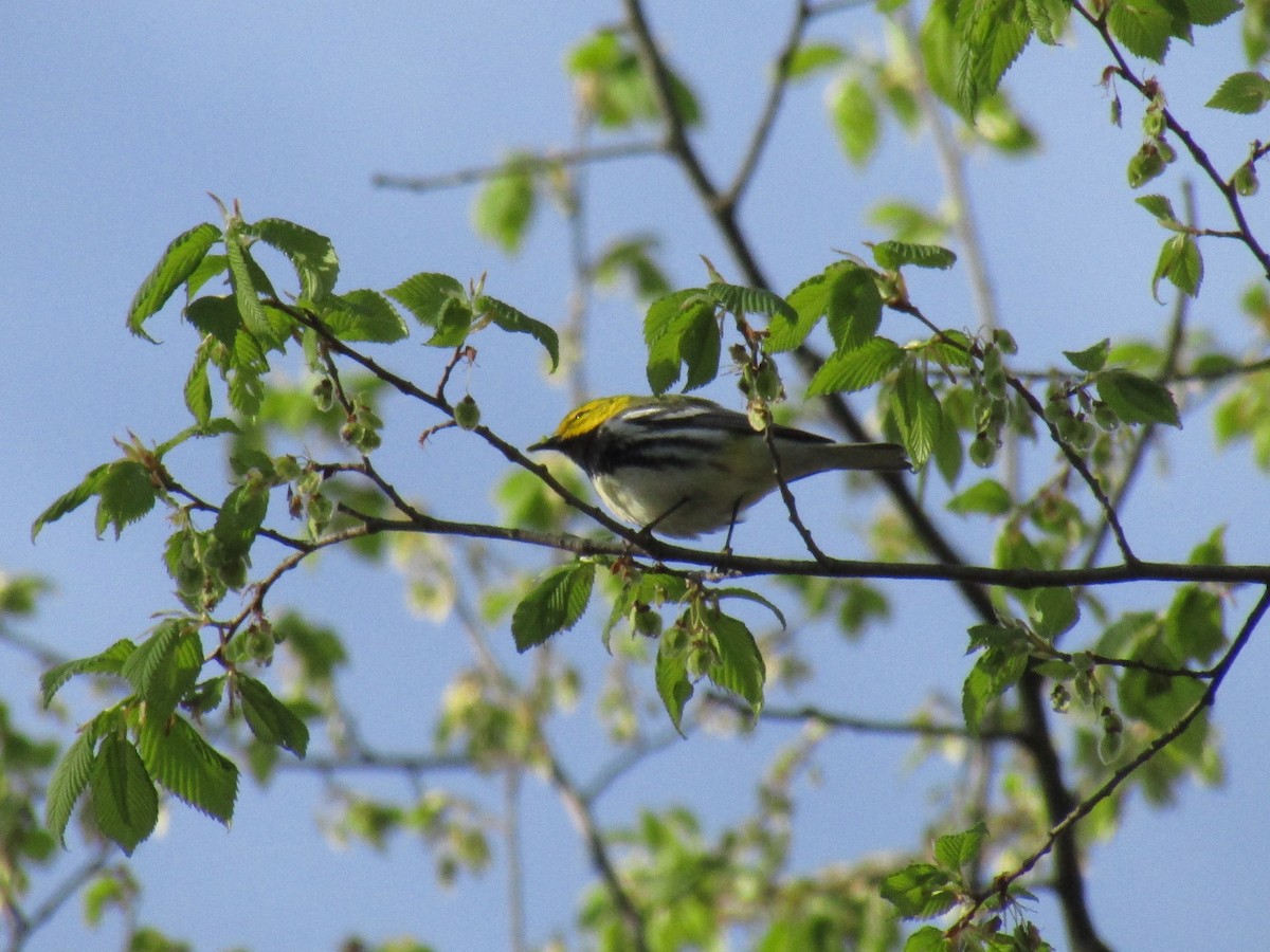 Black-throated Green Warbler - ML569188831