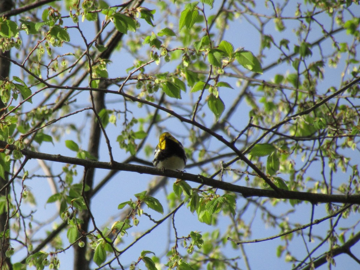 Black-throated Green Warbler - ML569189011
