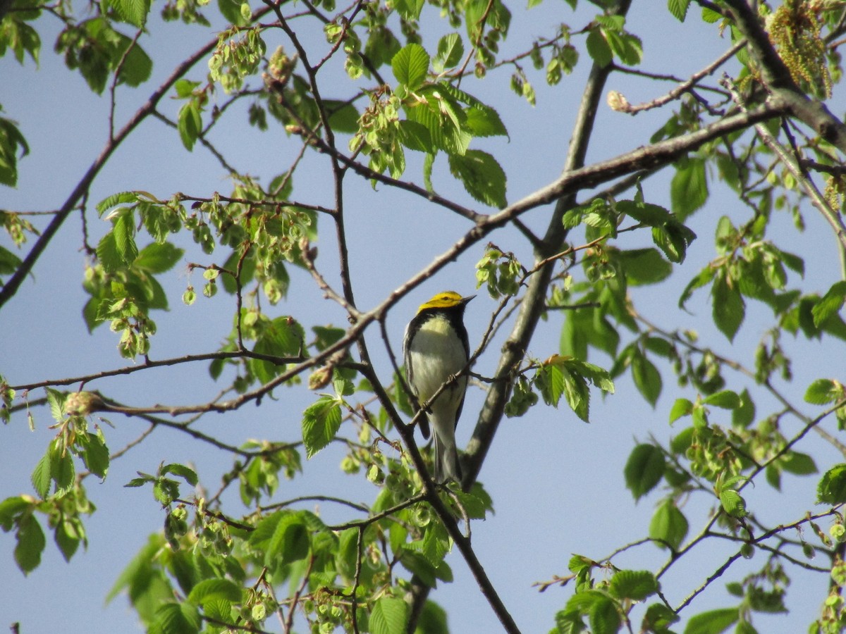 Black-throated Green Warbler - ML569189131