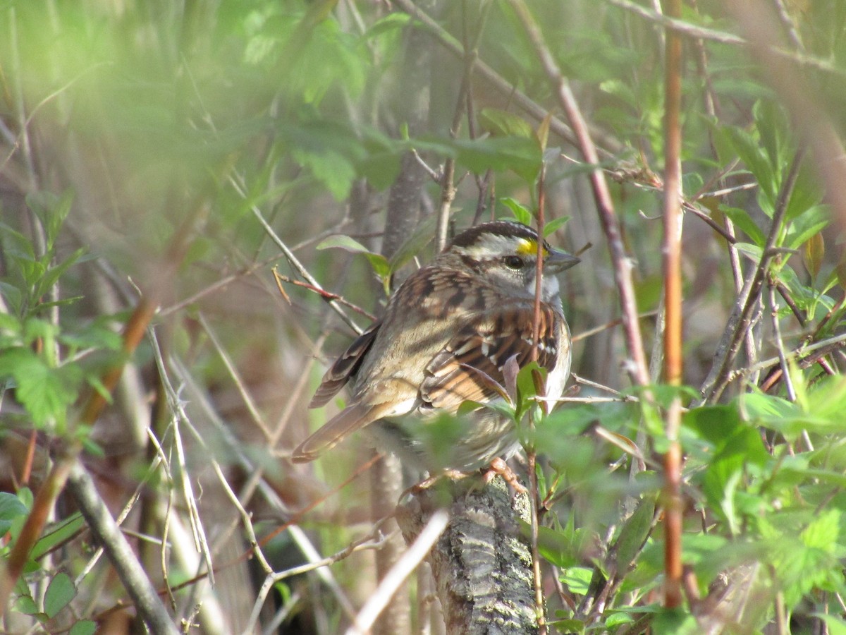 White-throated Sparrow - ML569189931