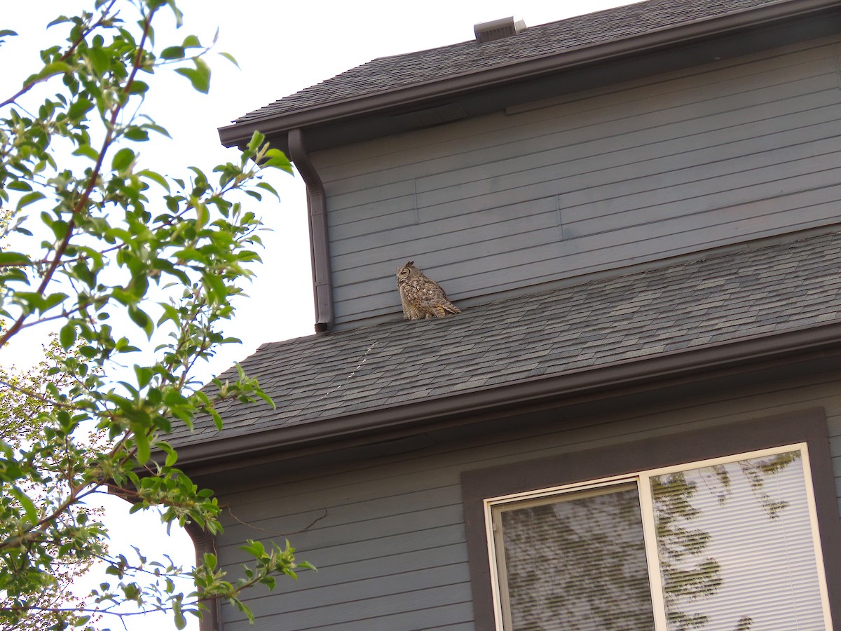 Great Horned Owl - ML569189951