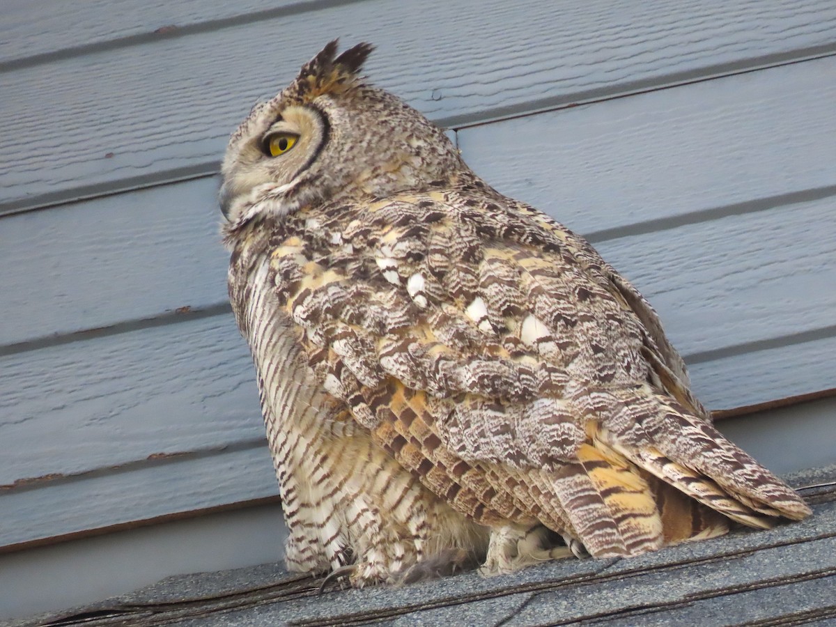 Great Horned Owl - ML569190001