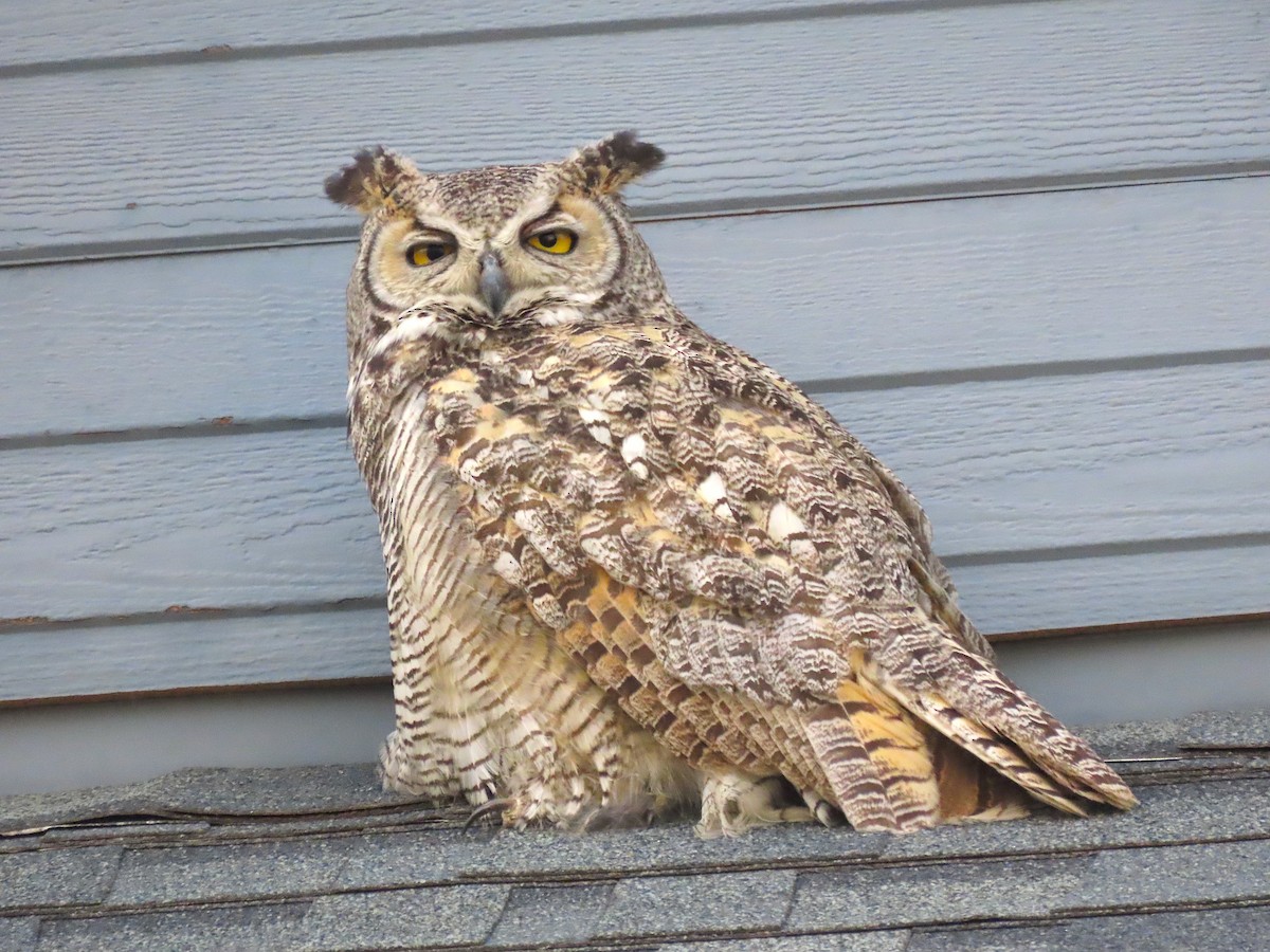 Great Horned Owl - ML569190021