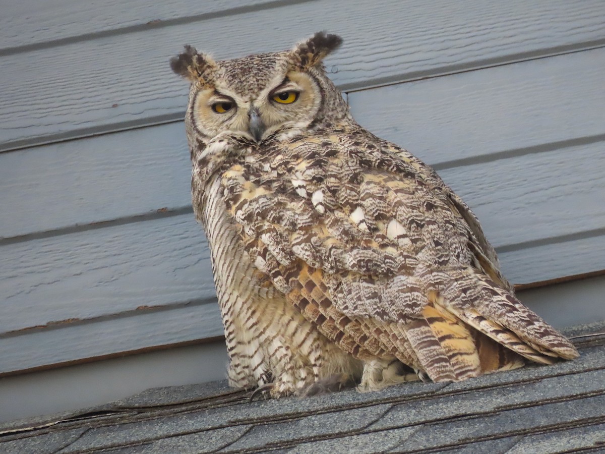 Great Horned Owl - ML569190061