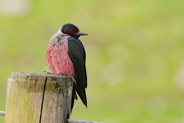 Lewis's Woodpecker at Corner's Pride feedlot fields by Dave Beeke