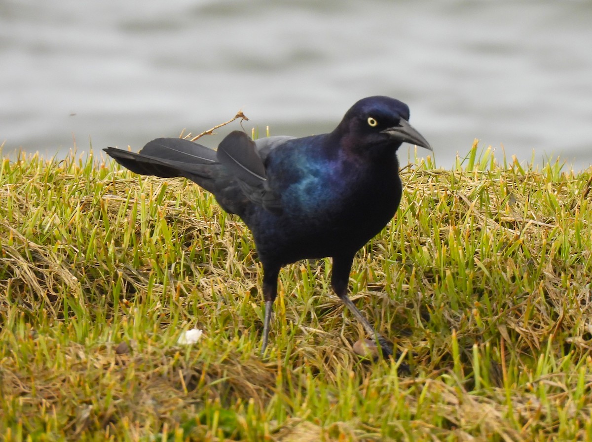 Boat-tailed Grackle - ML569192301
