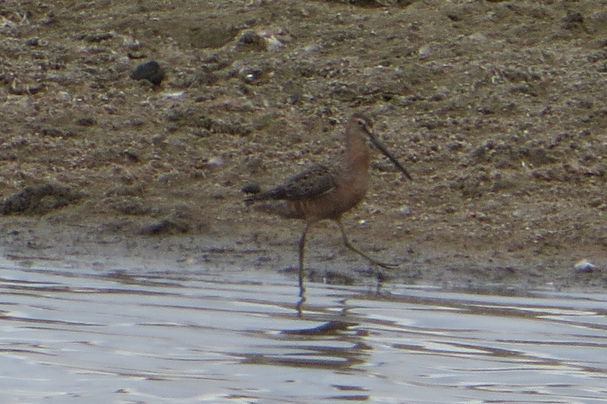 Long-billed Dowitcher - ML569193601