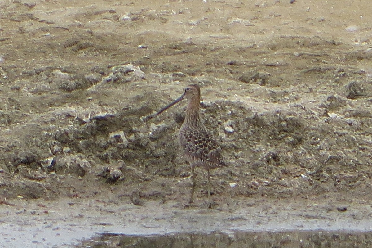 Long-billed Dowitcher - ML569193661