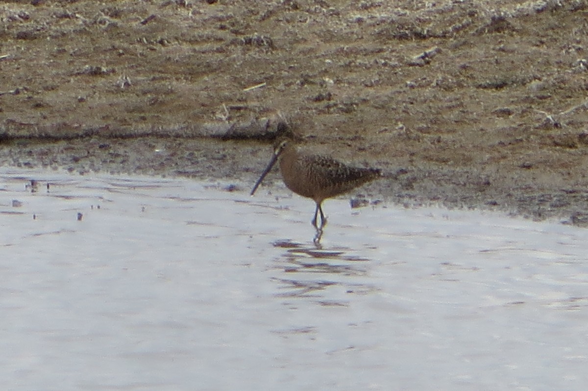 Long-billed Dowitcher - ML569193681