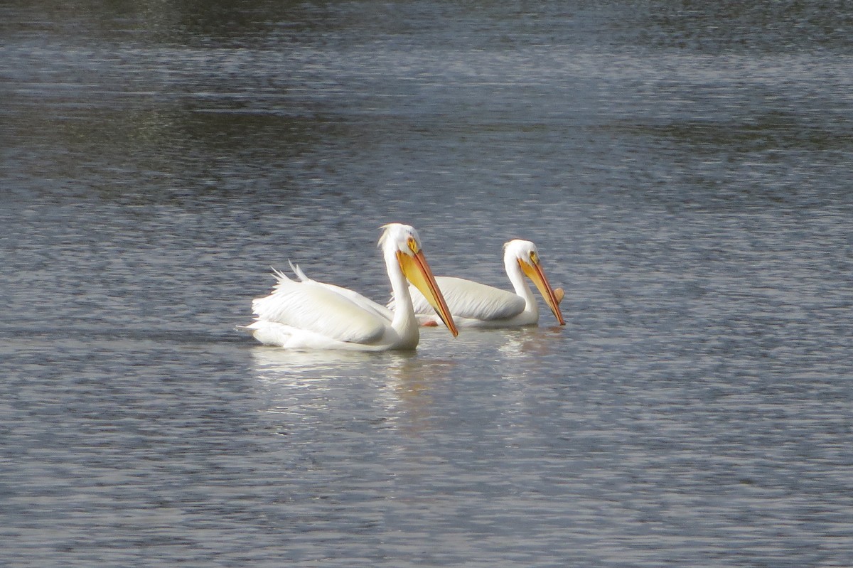 American White Pelican - Puffins 4Life