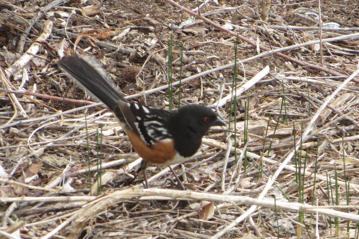 Spotted Towhee - ML569194031
