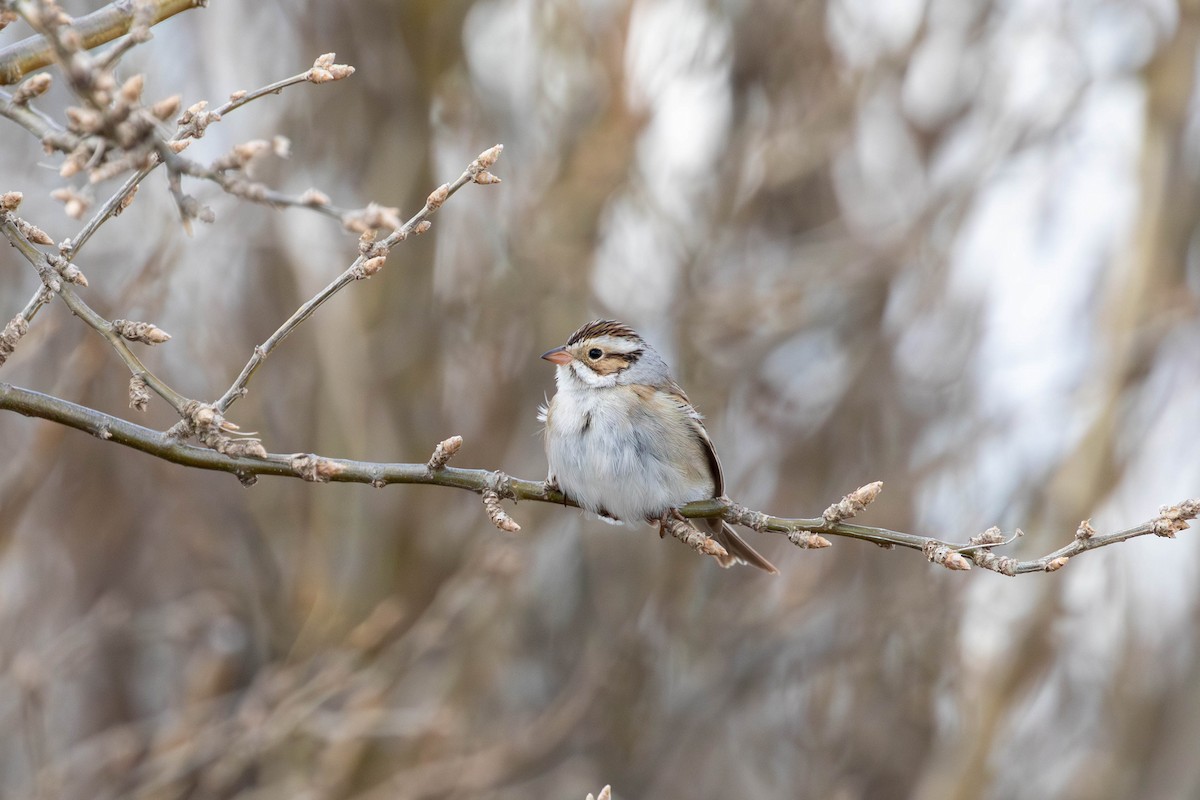 Clay-colored Sparrow - ML569194551