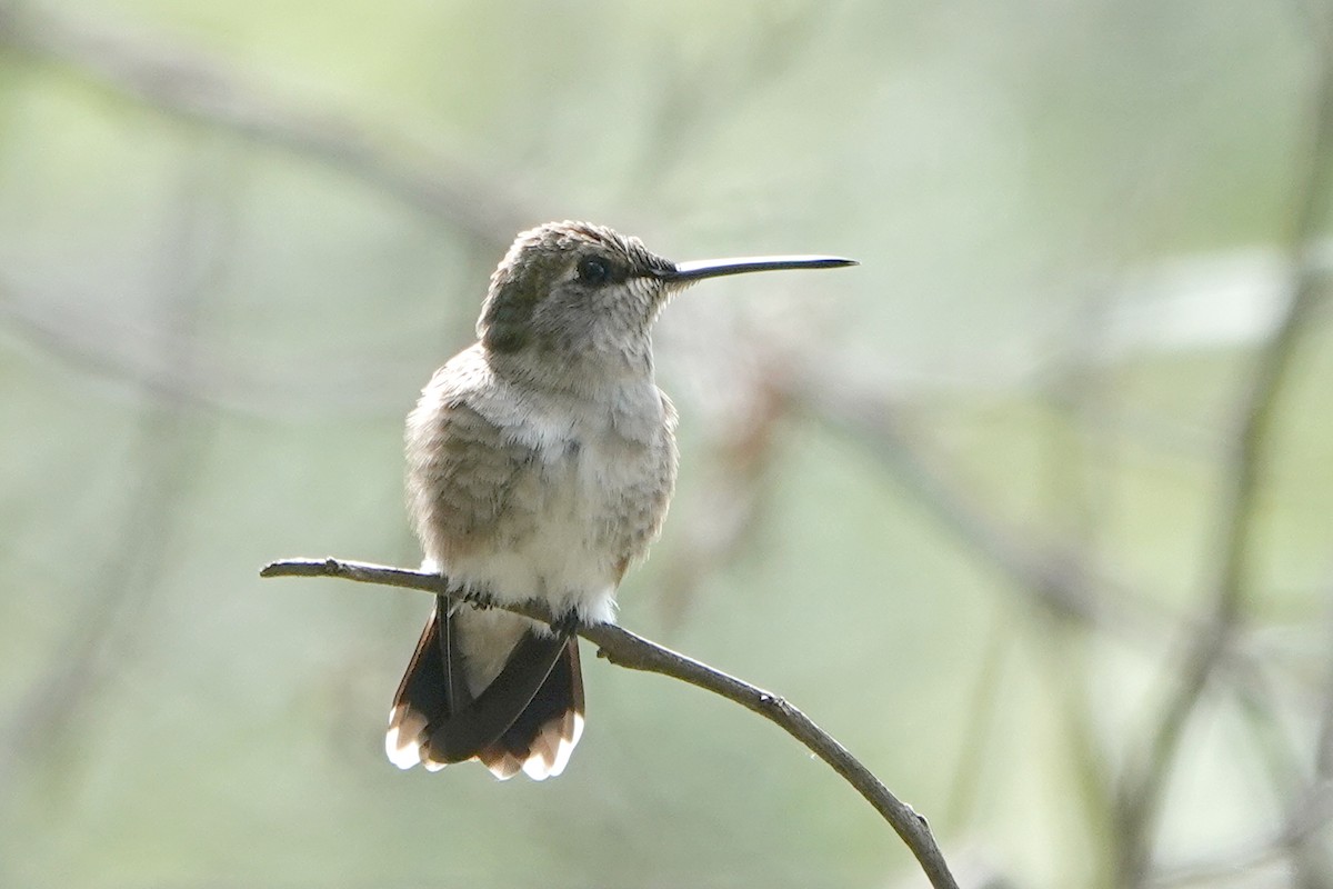 Black-chinned Hummingbird - ML569199871