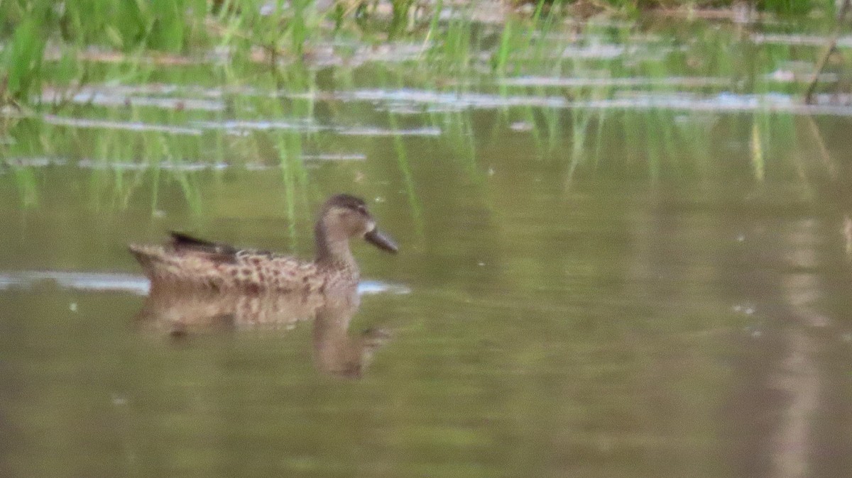 Blue-winged Teal - ML569199991