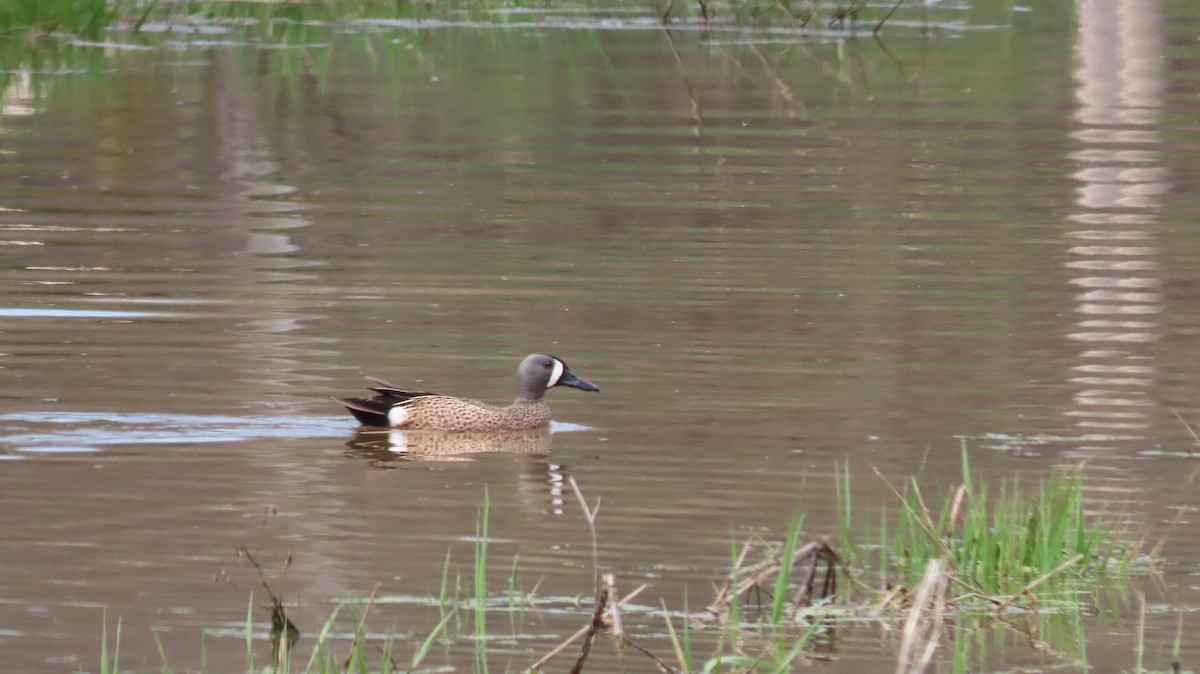 Blue-winged Teal - ML569200001