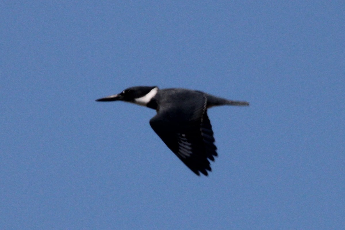 Belted Kingfisher - ML569200251