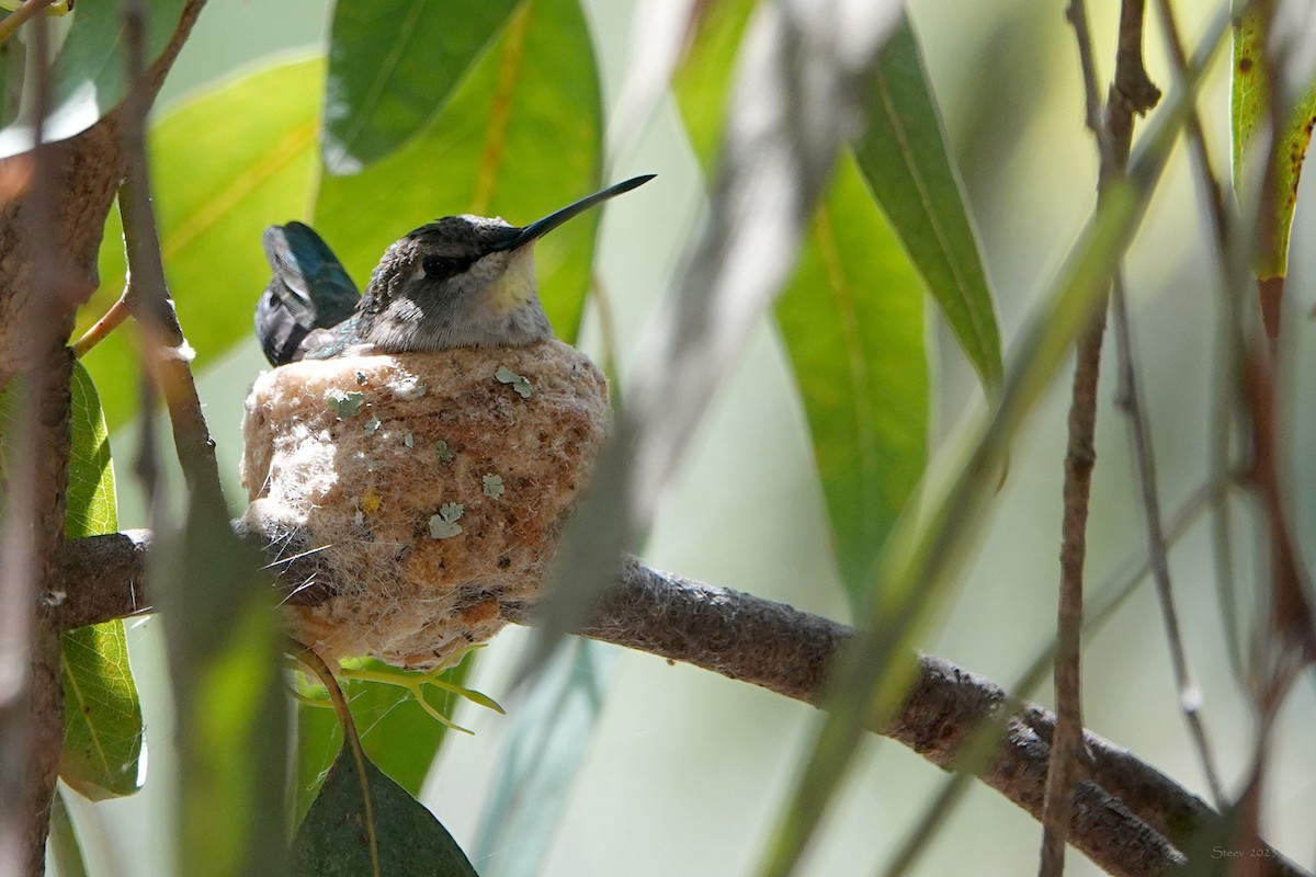 Black-chinned Hummingbird - ML569200351
