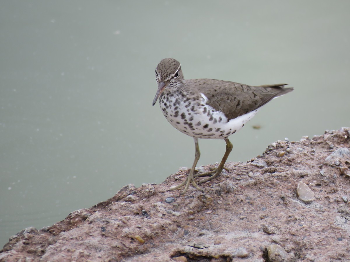 Spotted Sandpiper - Robert Theriault