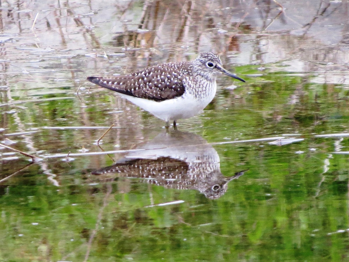 Solitary Sandpiper - Jerry Smith