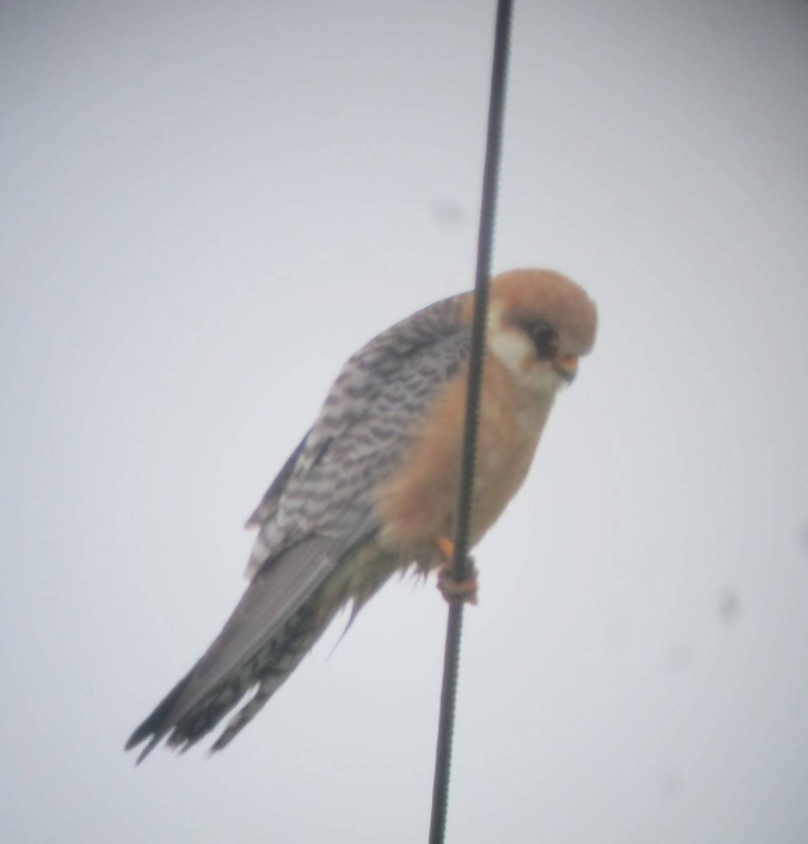 Red-footed Falcon - ML56920691