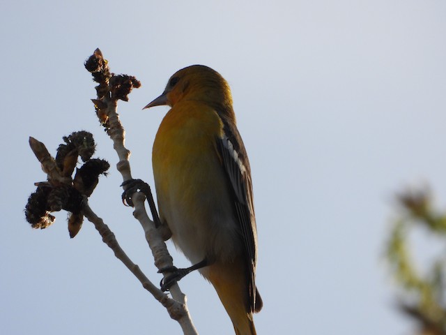 Bullock's Oriole - eBird