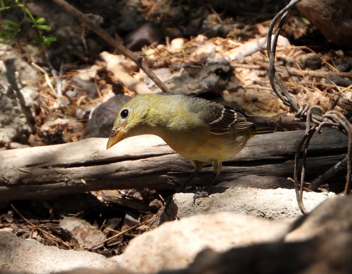 Western Tanager - ML569210721