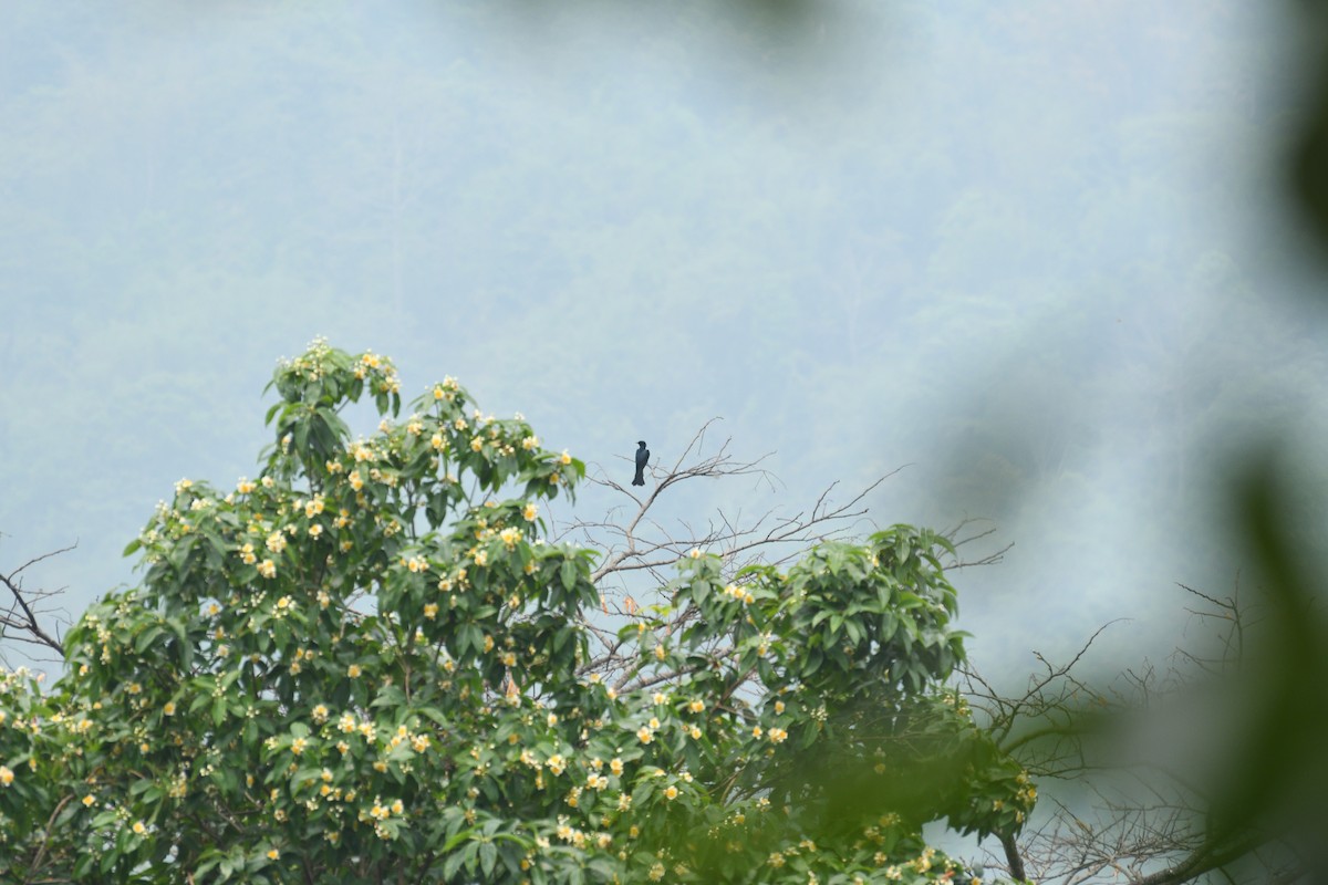 Square-tailed Drongo-Cuckoo - ML569212341