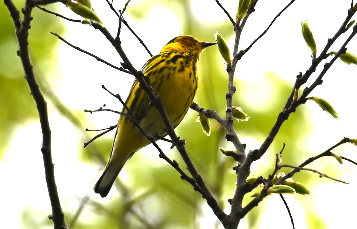Cape May Warbler - ML569213441