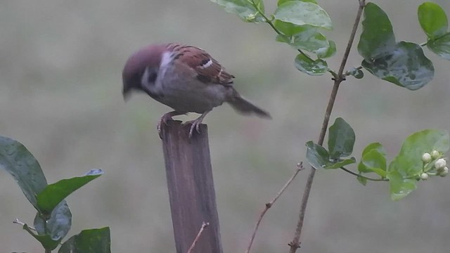 Eurasian Tree Sparrow - ML569218531