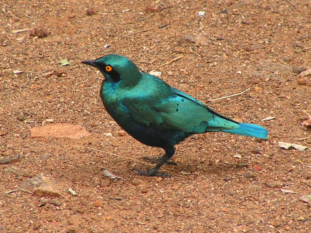 Greater Blue-eared Starling - ML569219471