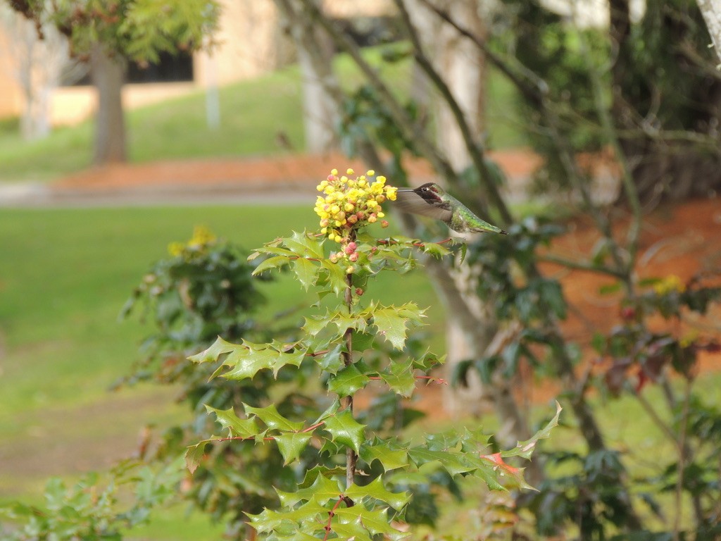Anna's Hummingbird - ML569221331