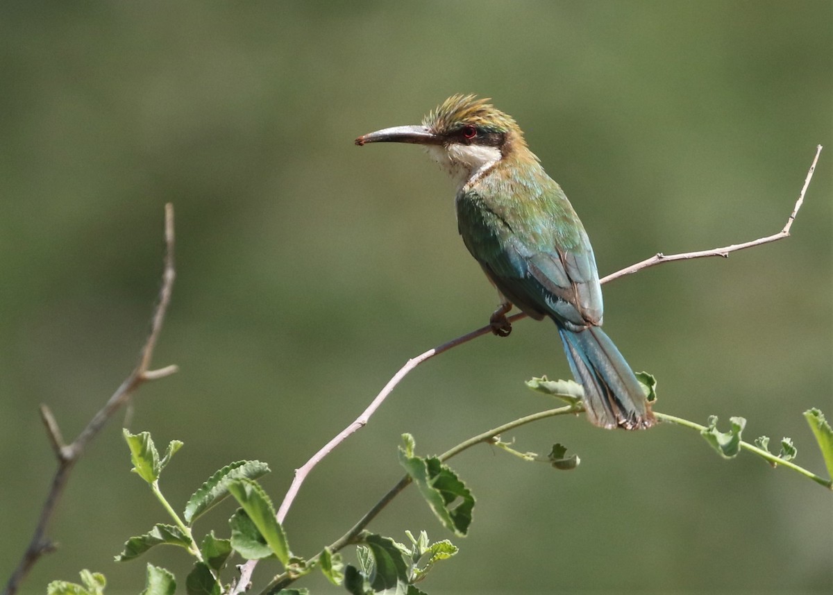 Somali Bee-eater - ML569222561