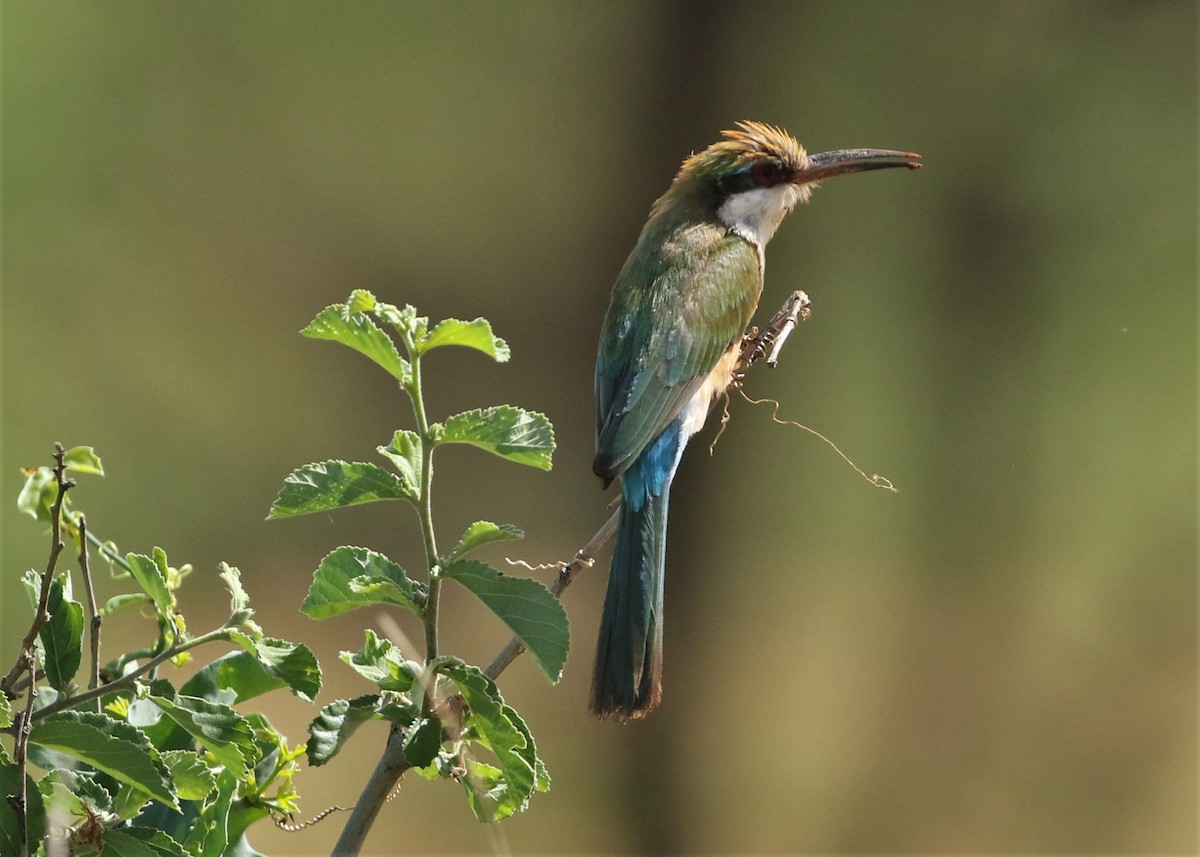 Somali Bee-eater - ML569222571