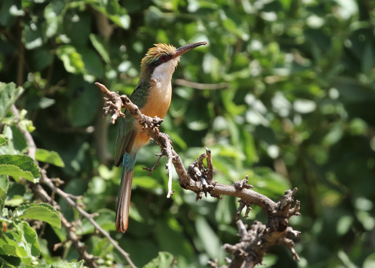 Somali Bee-eater - Dean LaTray