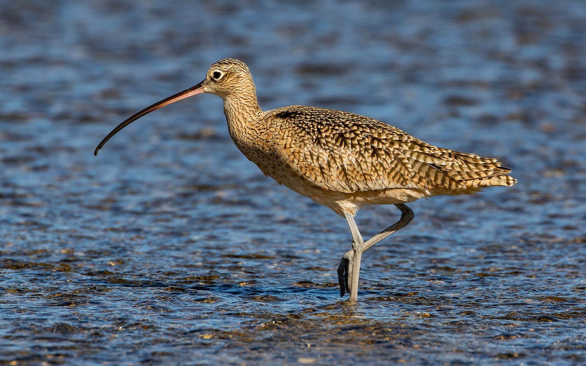 Long-billed Curlew - ML569223341