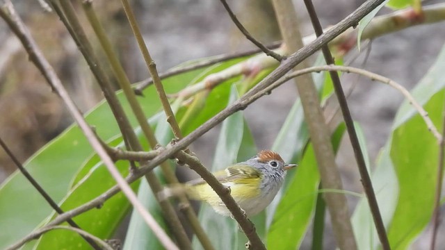 Chestnut-crowned Warbler - ML569227851