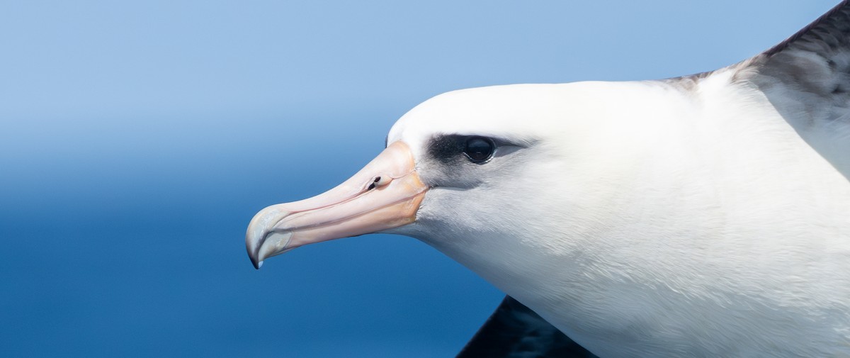 Laysan Albatross - Shannon Underhill