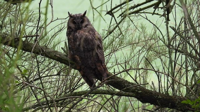 Long-eared Owl - ML569240181