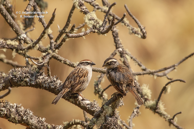 Adult (left) and juvenile (right). - Striped Sparrow - 