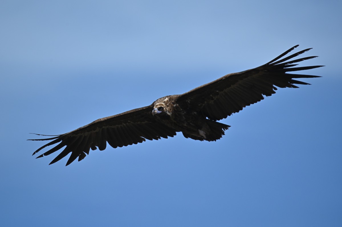 Cinereous Vulture - Kenzhegul Qanatbek